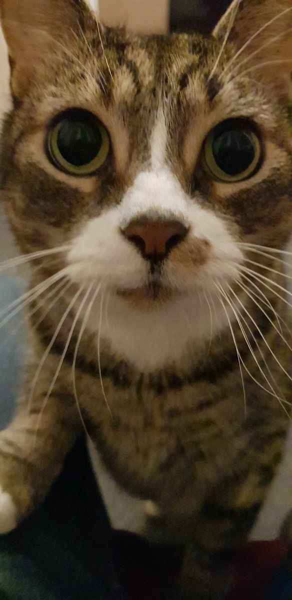 paulychan's tweet photo. When you realise that you've been talking to the cat and it's not remotely interested...until the subject of treats is brought up. #TigerUpdate https://t.co/uauGDA59R5