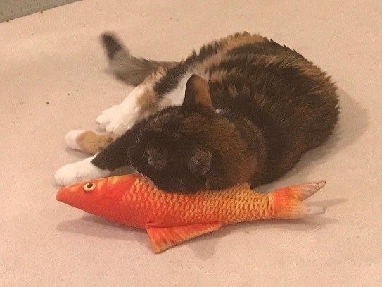 othfit's tweet image. Ultimate Coffee Date: September 2020 buff.ly/2R5nrJ8 by @fairyburger fairyburger.com/ultimate-coffe…