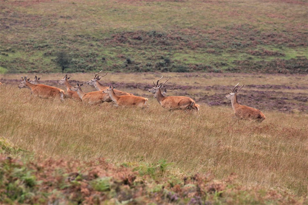 A lovely week of serene Exmoor Ponies and flighty Red Deer 🙂