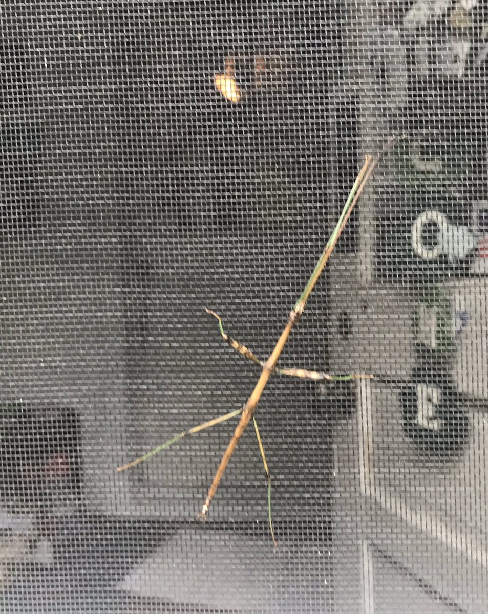 kjmr97FM's tweet photo. Just got back from the recycling point. Brought stuff in. Going back out the lanai door, I spot a Walking Stick insect on the screen. These #walkingstickbug insects always impress me. It’s about 5” head to toe and 3” width, as positioned. #insects #outdoorlife #berkeleycountywv https://t.co/izv1ocoF7Q