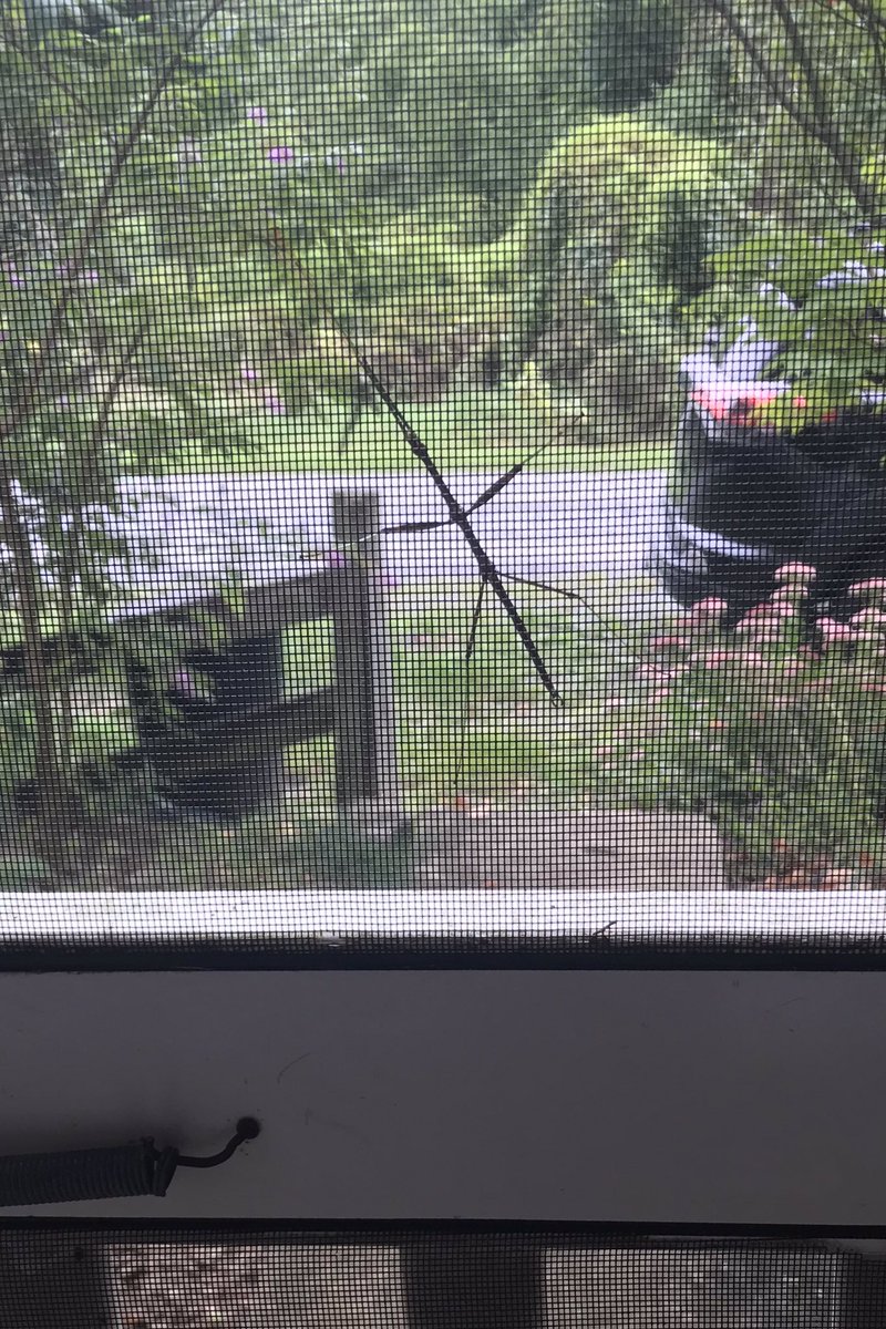 kjmr97FM's tweet photo. Just got back from the recycling point. Brought stuff in. Going back out the lanai door, I spot a Walking Stick insect on the screen. These #walkingstickbug insects always impress me. It’s about 5” head to toe and 3” width, as positioned. #insects #outdoorlife #berkeleycountywv https://t.co/izv1ocoF7Q