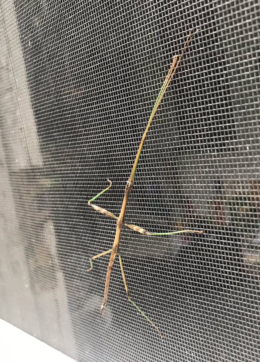 kjmr97FM's tweet photo. Just got back from the recycling point. Brought stuff in. Going back out the lanai door, I spot a Walking Stick insect on the screen. These #walkingstickbug insects always impress me. It’s about 5” head to toe and 3” width, as positioned. #insects #outdoorlife #berkeleycountywv https://t.co/izv1ocoF7Q