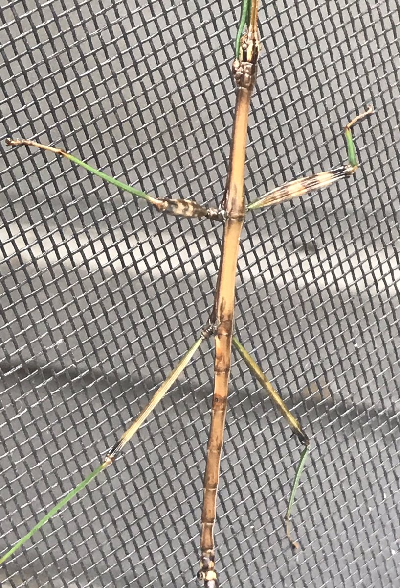 kjmr97FM's tweet photo. Just got back from the recycling point. Brought stuff in. Going back out the lanai door, I spot a Walking Stick insect on the screen. These #walkingstickbug insects always impress me. It’s about 5” head to toe and 3” width, as positioned. #insects #outdoorlife #berkeleycountywv https://t.co/izv1ocoF7Q