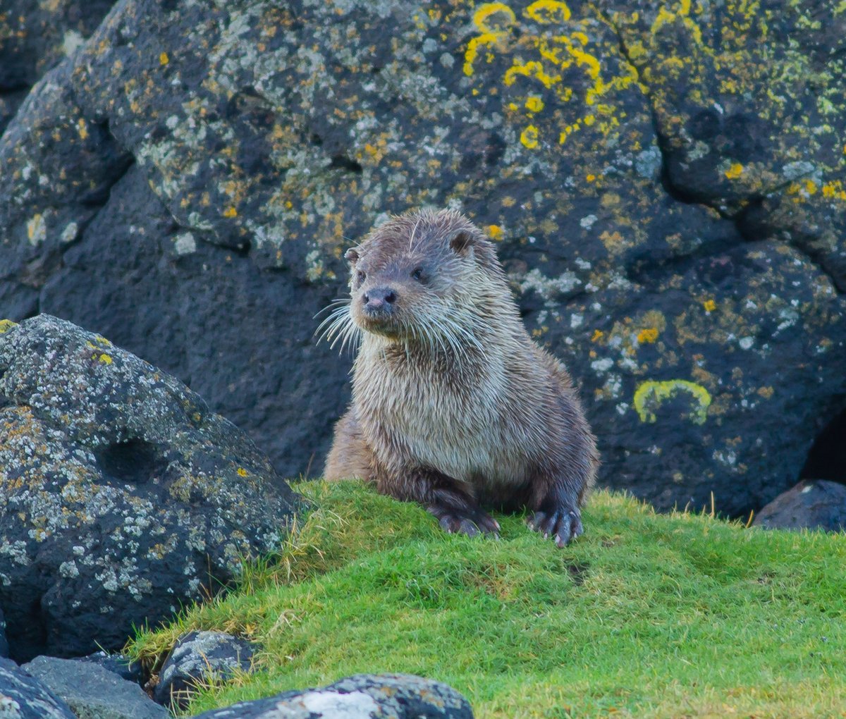 nottmwild's tweet photo. Otter.  #wildlifephotography https://t.co/qGwTIxGPEE