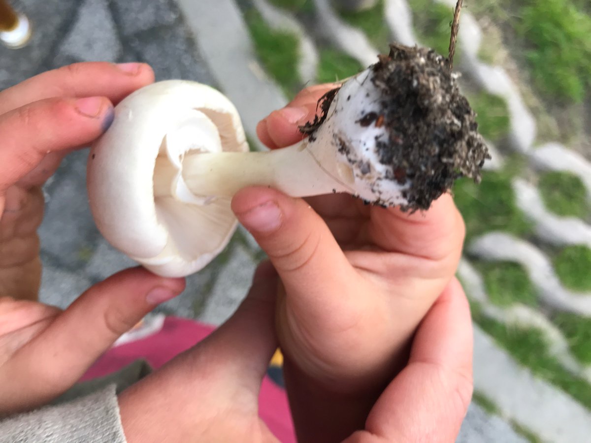 LotteVolz's tweet photo. @ria_frieling Ik zie dat je paddenstoelenexpert bent. Kun je me vertellen of dit inderdaad een giftige amaniet is? Groeit in parkje waar heel veel kleine kinderen spelen, vandaar. https://t.co/9322uE3Rdv