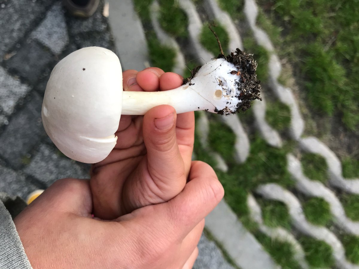 LotteVolz's tweet photo. @ria_frieling Ik zie dat je paddenstoelenexpert bent. Kun je me vertellen of dit inderdaad een giftige amaniet is? Groeit in parkje waar heel veel kleine kinderen spelen, vandaar. https://t.co/9322uE3Rdv