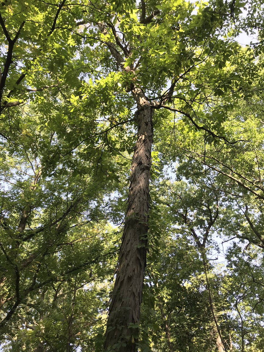 DrGiuliana's tweet photo. Spent a peaceful afternoon checking out #Rolston #CommunityForest. Lovely little patch of oak, shagbark woods in #HamOnt. Right beside 3 schools & several apartments these kinds of #urbanforest patches are so important to steward & invest in! Kudos @cityofhamilton @HamiltonNature https://t.co/Kus5Am2ACB