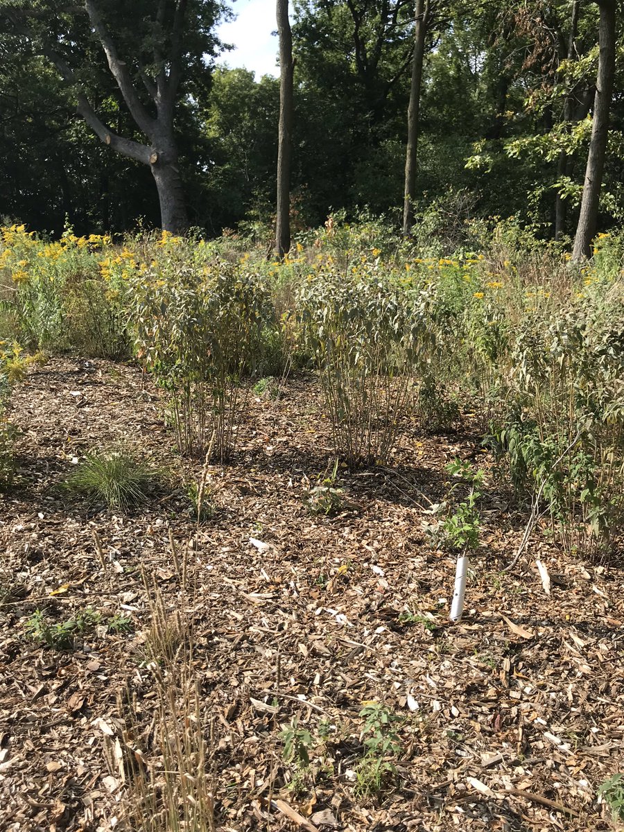 DrGiuliana's tweet photo. Spent a peaceful afternoon checking out #Rolston #CommunityForest. Lovely little patch of oak, shagbark woods in #HamOnt. Right beside 3 schools & several apartments these kinds of #urbanforest patches are so important to steward & invest in! Kudos @cityofhamilton @HamiltonNature https://t.co/Kus5Am2ACB