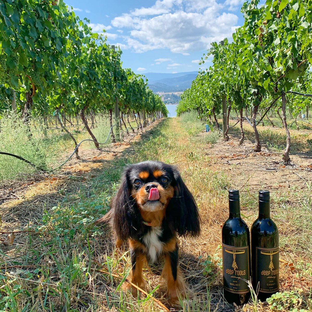 BCWine's tweet photo. Take a moment to vote! The Final Five have been shortlisted for the #SipLoveLocal grand prize! You choose who takes home a #BCWine getaway for two valued at $5000. Terms & Conditions apply. Visit link to vote 🗳️https://t.co/38VuHrVP9i @HelloBC https://t.co/nslCt3UhNi