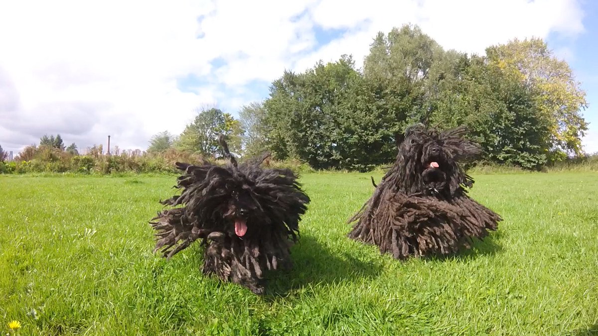 ZebPuliZeb's tweet photo. Just a little reminder to every single Hoomam and Hoomam. Don’t forget about social distancing. If we can do it you can. It’s simple
🐾❤️🐾
Day 166 #SocialDistancingMops
.
.
#GoProPuli #HungarianPuli #Puli #CordedDog #BuzzFeedPets #Manchester #Magyar #PuliDog #MopDog #Ancoats https://t.co/pR4gsMHjh8