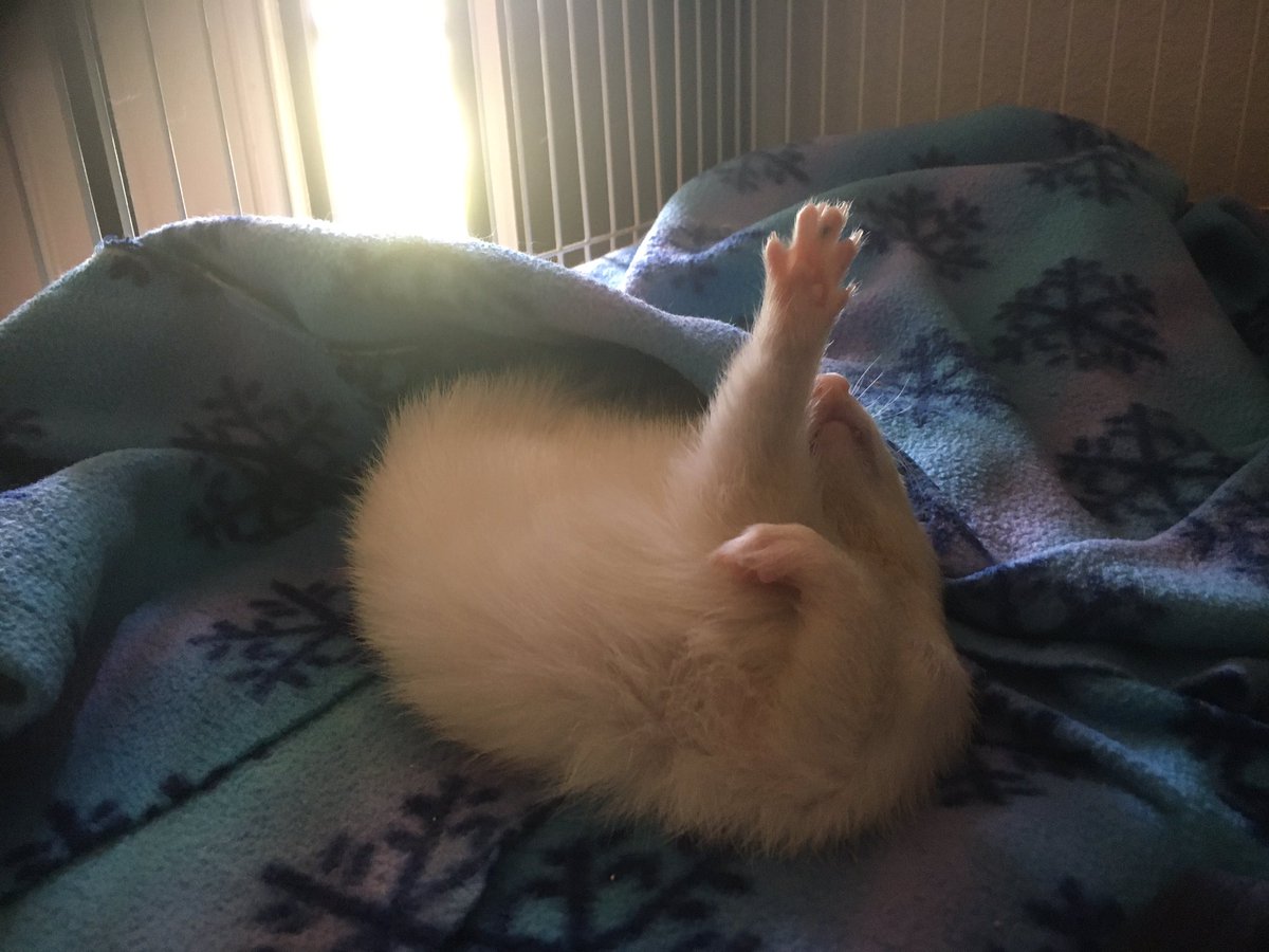 Take care of yourself in the months to come. You’re living through not just one, but a series of environmental and social disasters. Be kind, stay hydrated, get enough rest. Here’s my ferret Bella giving you a sleepy high five for reading through all of this. 