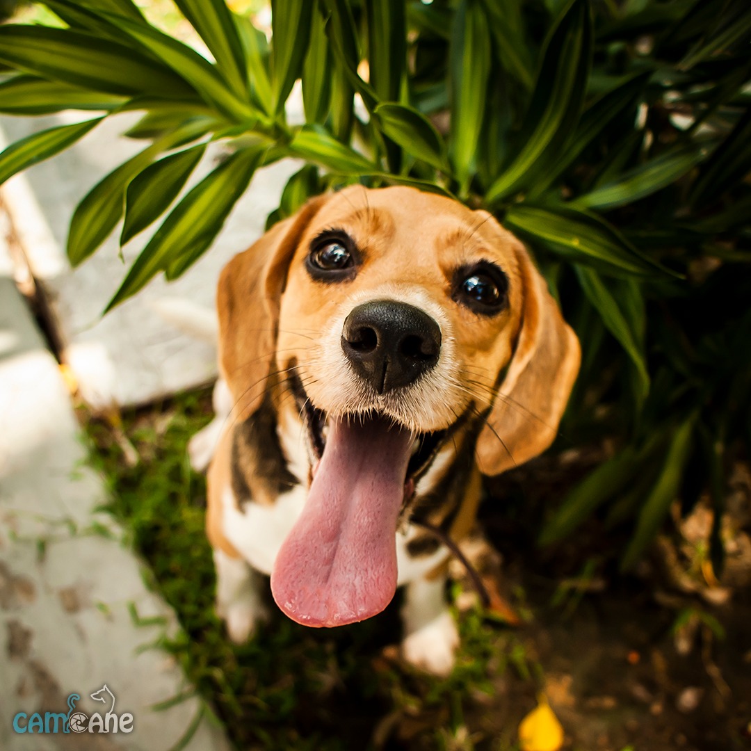 PCamcane's tweet photo. Se llama lulú! Es increiblemente juguetona! Espero pronto seguir sacándole más fotos. Una beagle muy tierna.
-
#beagle #fotomascota #photopets https://t.co/185ug60ZDi