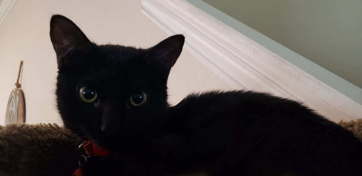 BriRandall's tweet photo. Me - You've got a Ruby Booby! (My mom gave her that nickname)
Bridgette - No, I've got a void that was loafing on the floor!

#TheAdventuresOfRubyTuesday https://t.co/JLCaatKmrK
