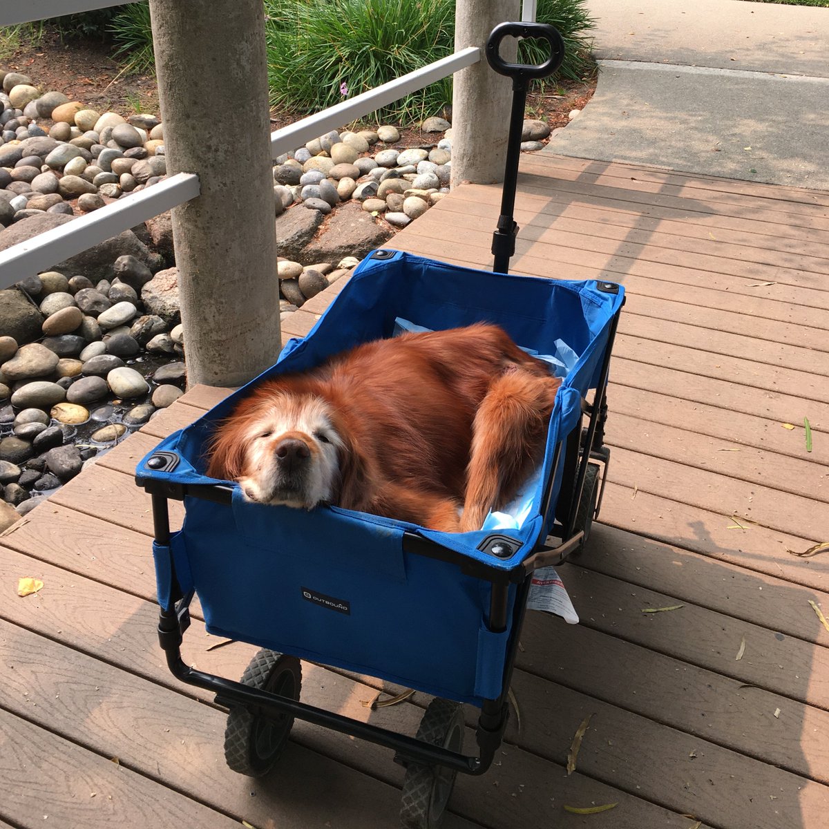MaverickK9's tweet photo. sent beloved pets over the Rainbow Bridge, and I am comforted knowing they will welcome Remy as she arrives. https://t.co/xEpWOnnVuq  (2/2)