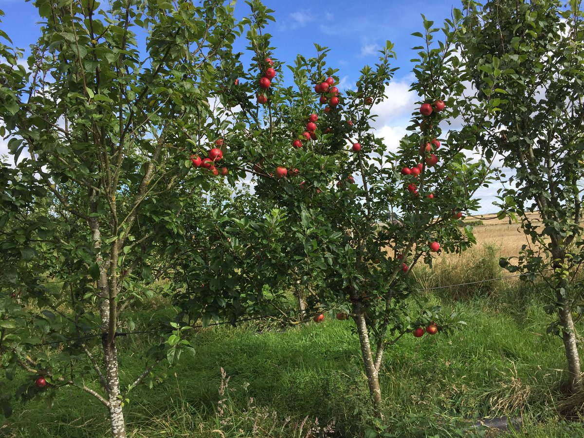 AngusApples's tweet photo. Apples, plums and aronia edge the season into Autumn https://t.co/jlyJoi4PT4