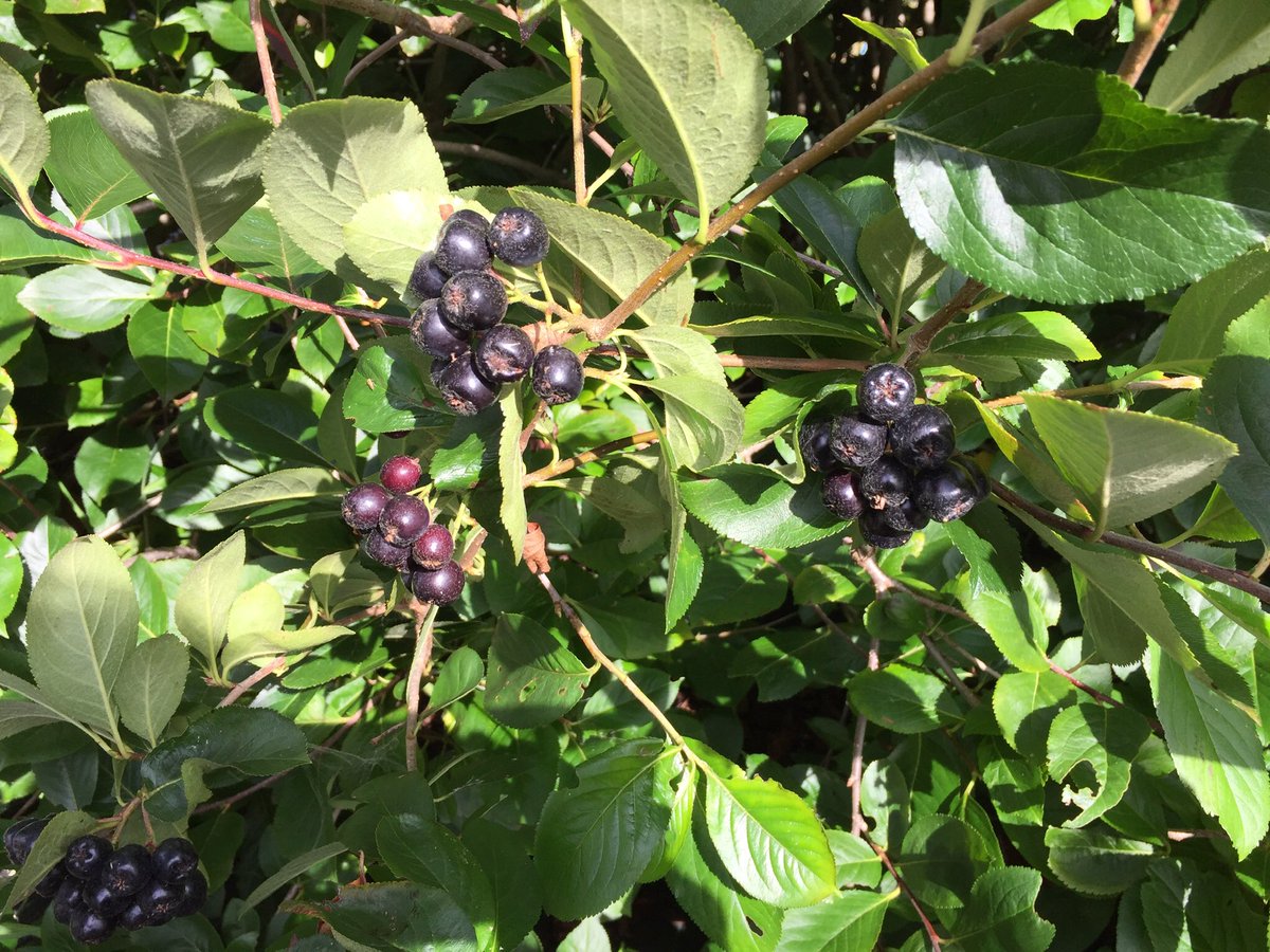 Apples, plums and aronia edge the season into Autumn