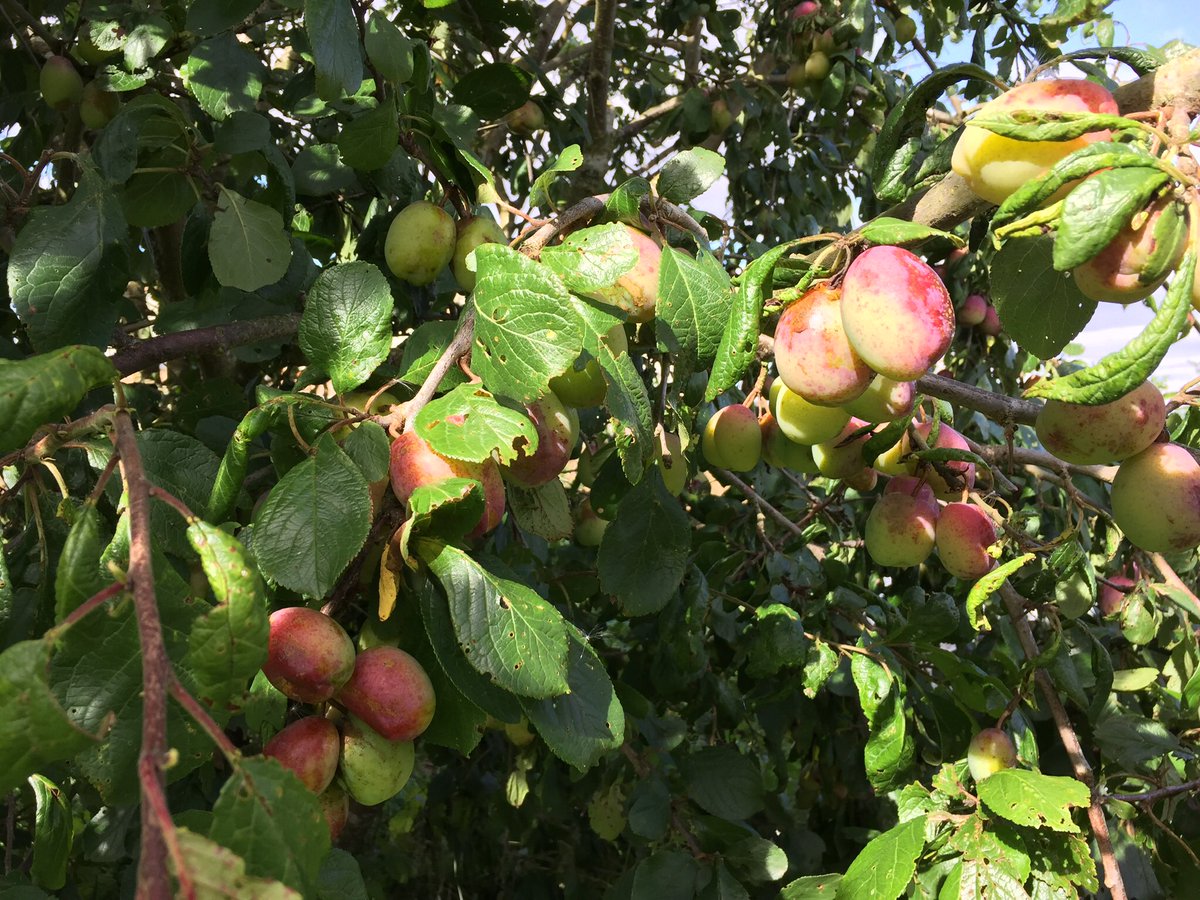 AngusApples's tweet photo. Apples, plums and aronia edge the season into Autumn https://t.co/jlyJoi4PT4