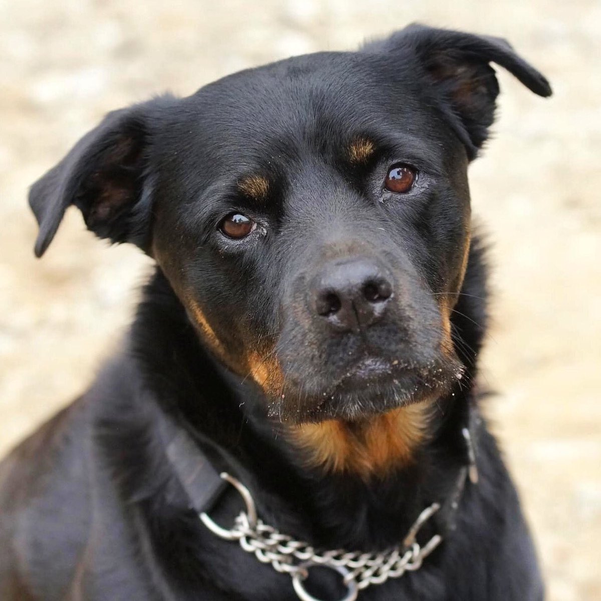 WinnieRescue's tweet photo. Sorry been a bit quiet lately, I have been to work with dad. He doesn’t do Instagram but I met Evie from Performance Photo, who took these and sent them to mum. #beautifuldog #dogoftheday #dogsofinstagram #dog #pet #petsofinstagram #workingdogs #iloverottweilers https://t.co/UU6kZoG1M9