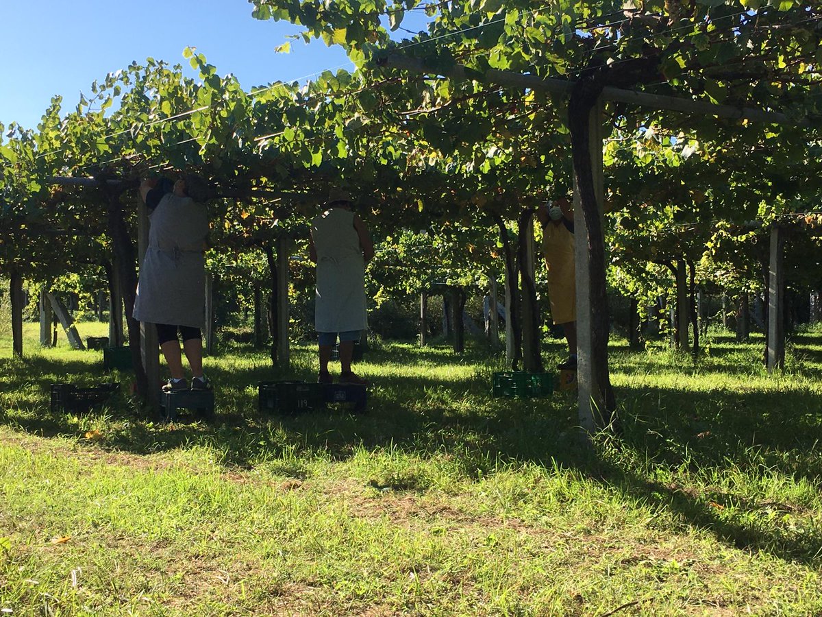 BOUZACARRIL's tweet photo. Vendimia atípica y con muchas medidas de seguridad. #bouzadecarril
#vendimiariasbaixas
#albariño https://t.co/XyycYwfZYE