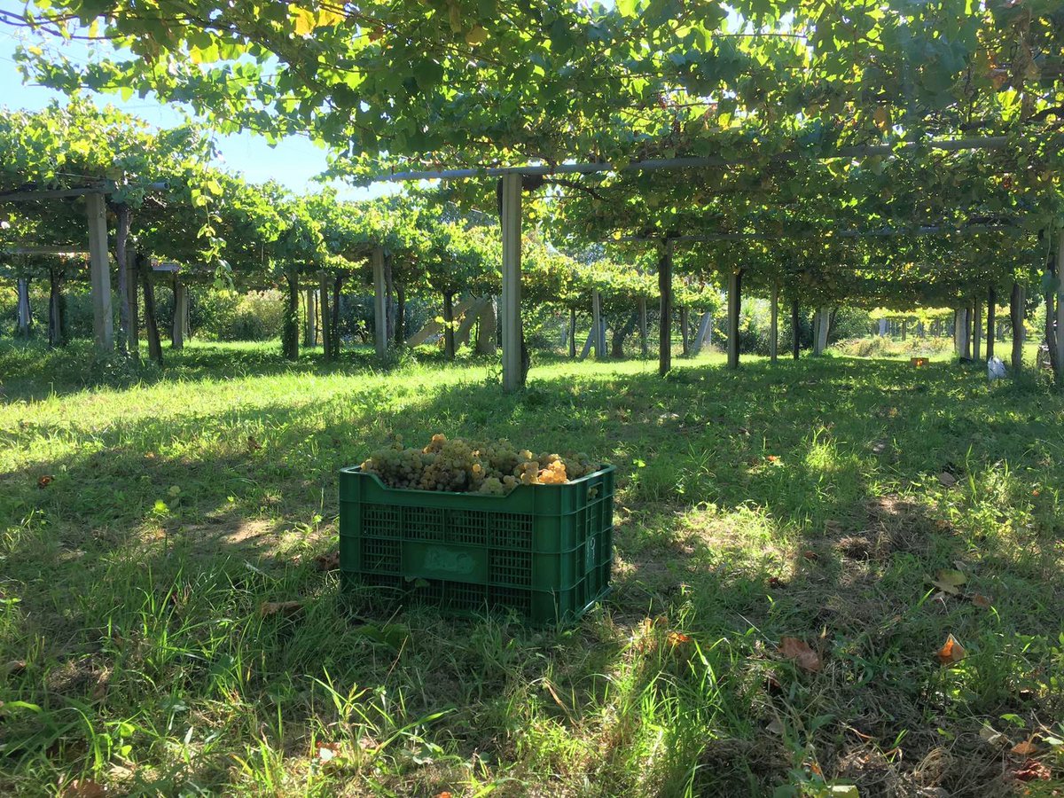 BOUZACARRIL's tweet photo. Vendimia atípica y con muchas medidas de seguridad. #bouzadecarril
#vendimiariasbaixas
#albariño https://t.co/XyycYwfZYE