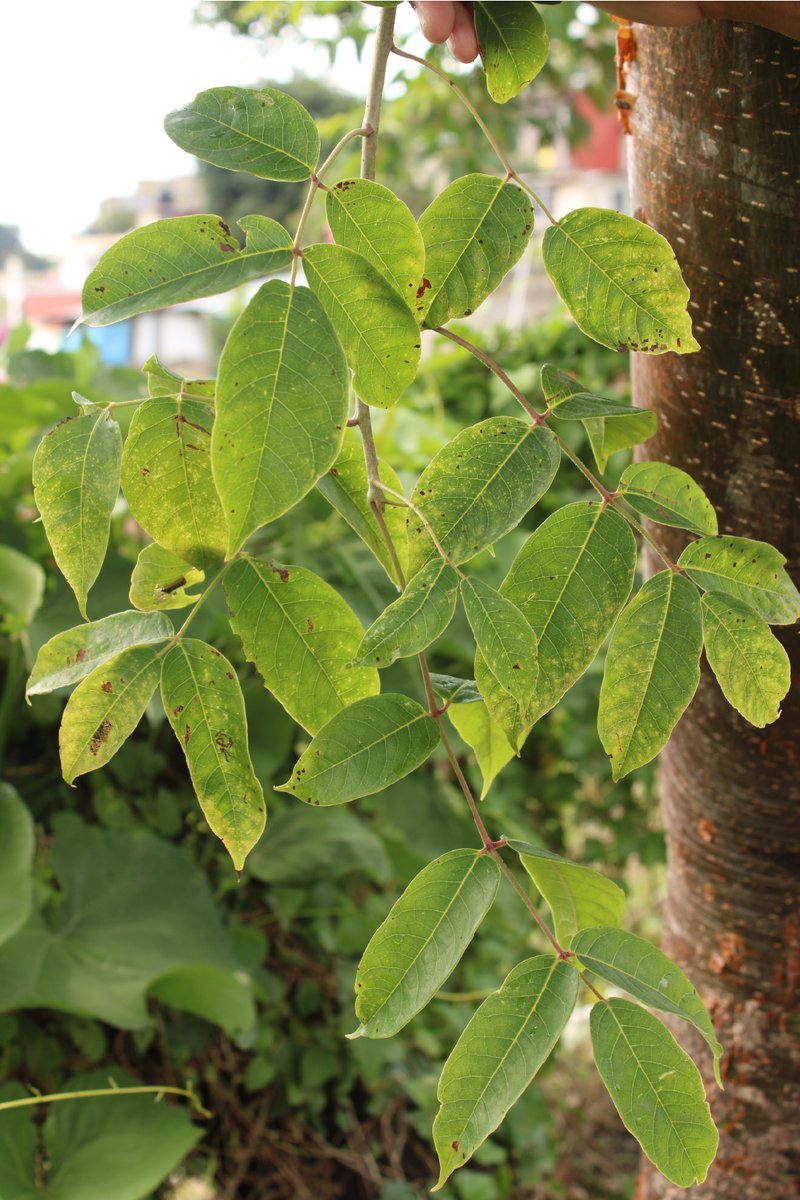 DMAS_Xalapa's tweet photo. EL "Palo Mulato" es #ElÁrbolDeLaSemanaÁrbol 🌳 | Este hermoso ejemplar puede medir desde 5 hasta 20 m de altura, su bella corteza es lisa y de color rojizo, florece de febrero a agosto.
En #Xalapa podemos encontrarlo en algunas áreas verdes y potreros.
#DMAS
#DByCC https://t.co/yK26CnnwxL