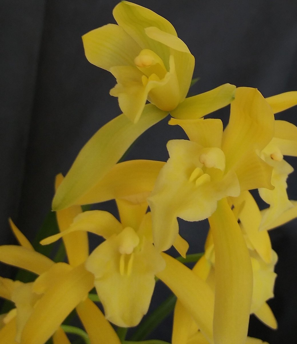 PetrovichBilly's tweet photo. Cymbidium Golden Elf (ensifolium x Enid Haupt) in full,fragrant bloom 9 open flower's on 1 inflorescence #MyFirstCymbidium #GVOS2020 https://t.co/x7NpopMBda