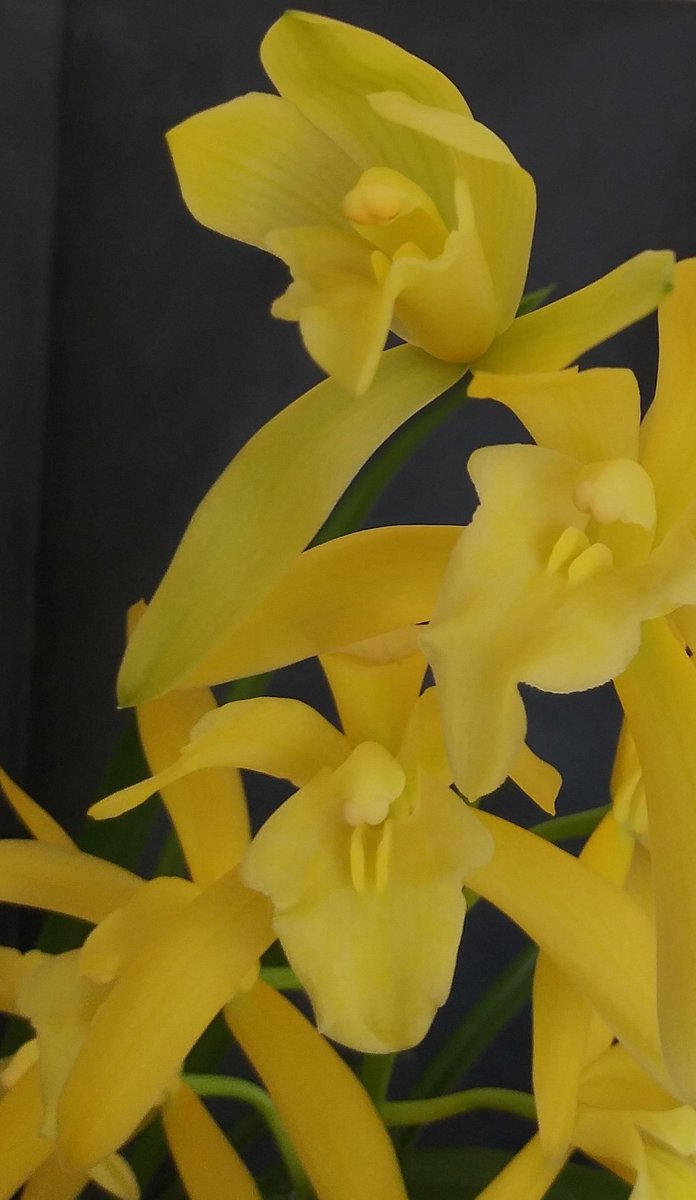 PetrovichBilly's tweet photo. Cymbidium Golden Elf (ensifolium x Enid Haupt) in full,fragrant bloom 9 open flower's on 1 inflorescence #MyFirstCymbidium #GVOS2020 https://t.co/x7NpopMBda