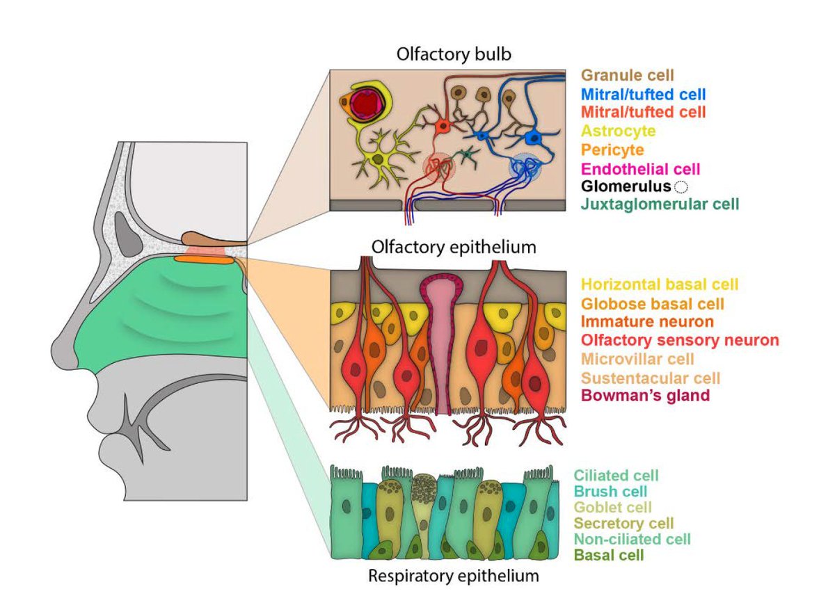 2. The mechanism for loss of smell has invoked both direct viral invasion of the olfactory bulb and indirect effectsDirect  https://jamanetwork.com/journals/jamaotolaryngology/fullarticle/2769496  @JAMAOto Indirect https://advances.sciencemag.org   @ScienceAdvances