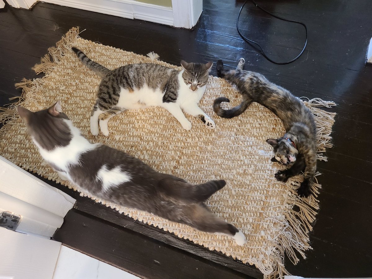 Welcome to #Caturday 's cat council meeting! I'm your host with the most - Patchie Cat. I will be leading today's discussion with my seesters about correct number of meals served per day