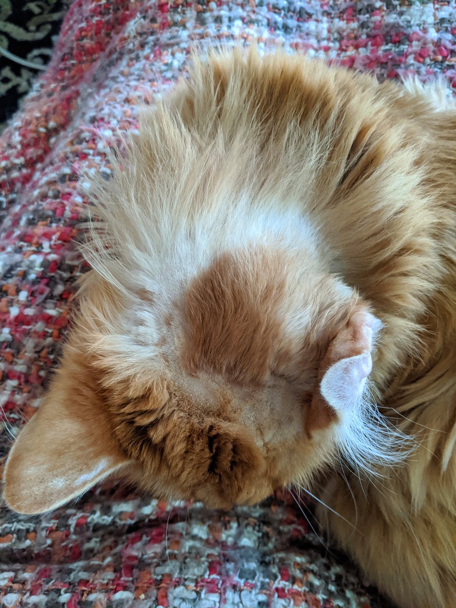 lindzgoss's tweet photo. Fur is coming in slowly 😻❤️💕 #slowandsteady #Caturday #Caddy #hematomassuck #crinkleear https://t.co/yEeoXtPi1P