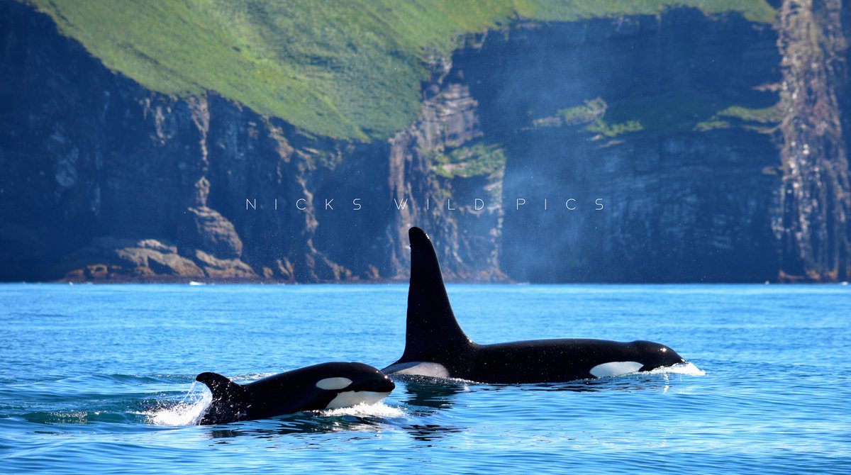 Orca bull and juvenile cruising the coastal waters of Vestmanneayjar, Iceland. Had the absolute pleasure of working with the Icelandic Orca Project in an orca tracking project this summer, and I can honestly say it was one of the best experiences of my life. 
#whales #wildlife