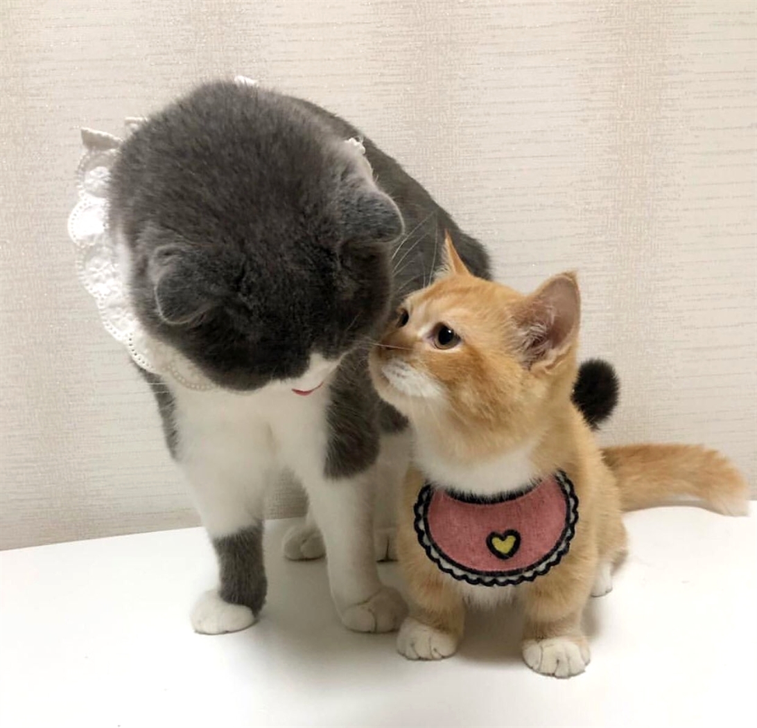 Hey Kitties tweet media