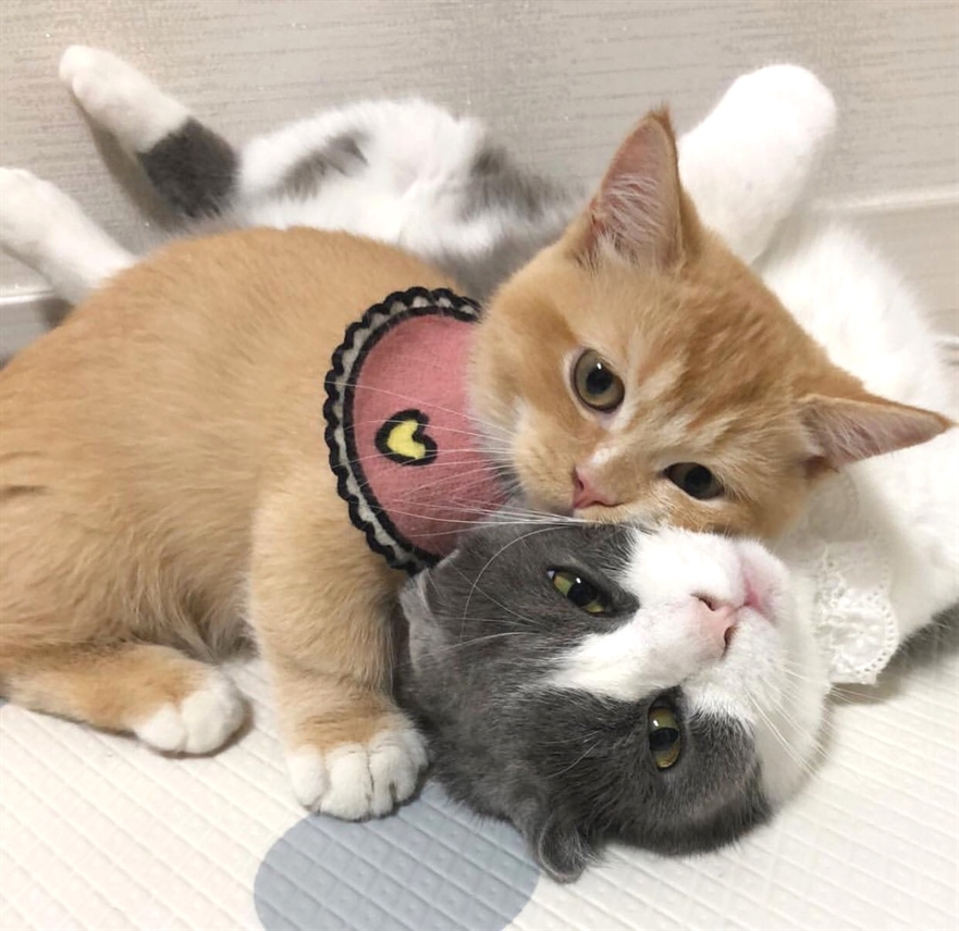 Hey Kitties tweet media