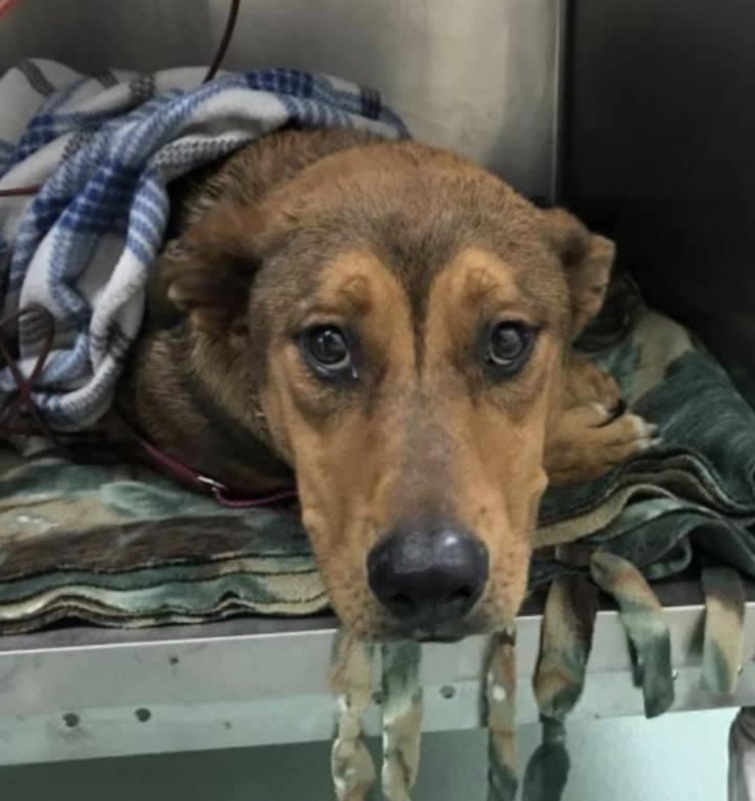 reddogsusie's tweet photo. #TN #MEMPHIS
🆘🆘URGENT PLEA Brewster 7mo sweet boy HIT BY A CAR &amp; HAS FRONT &amp; REAR LEG FRACTURES &amp; PROBABLE PELVIC FRACTURE Needs immediate medical care! Pls #RESCUE #PLEDGE #FOSTER #MASA776 PLS HELP
https://t.co/9sfZqVpgKU https://t.co/WJuAuwpJV8