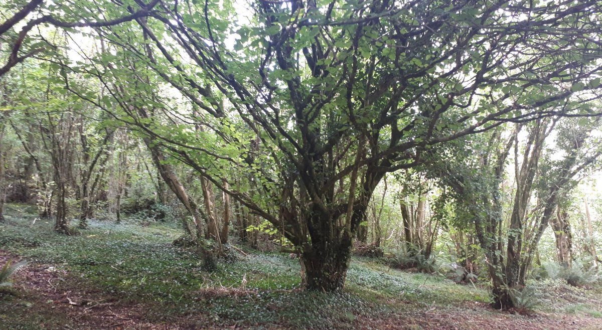 trevor_halpin's tweet photo. Really large Hazel at #Aillwee caves woodland walk. https://t.co/HmpJfnnOxu