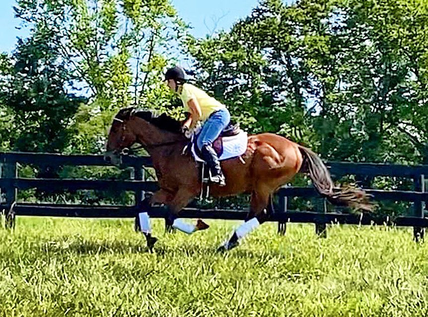 JenRoytz's tweet photo. This horse is so stinkin’ fun! He heads back to the track in about a week and his yearling bro (Hip #3705 Texas Red - Gogo Jojo) sells the week after! #drakesborowildcat #racehorse #brownsteadbred #getstormy #whatanengine https://t.co/I3oeIqCOvF