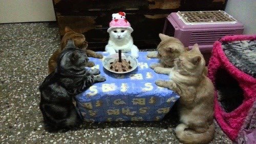 somethinglovely's tweet photo. they’re celebrating their friendship https://t.co/lwVMIujQ5p