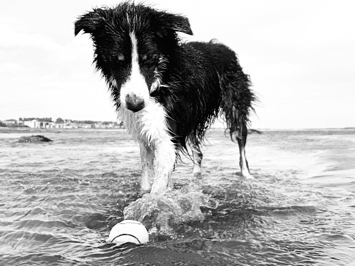 Christinethom22's tweet photo. It was blowing a gale at the beach today with #pupontheprowel , #Posingpup couldn’t resist a spot of #Puppypaddling and surfing some waves at one of his favourite places  @BCTGB https://t.co/ygwqDYv31B