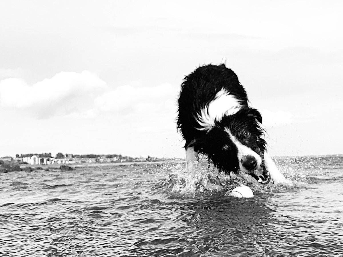Christinethom22's tweet photo. It was blowing a gale at the beach today with #pupontheprowel , #Posingpup couldn’t resist a spot of #Puppypaddling and surfing some waves at one of his favourite places  @BCTGB https://t.co/ygwqDYv31B