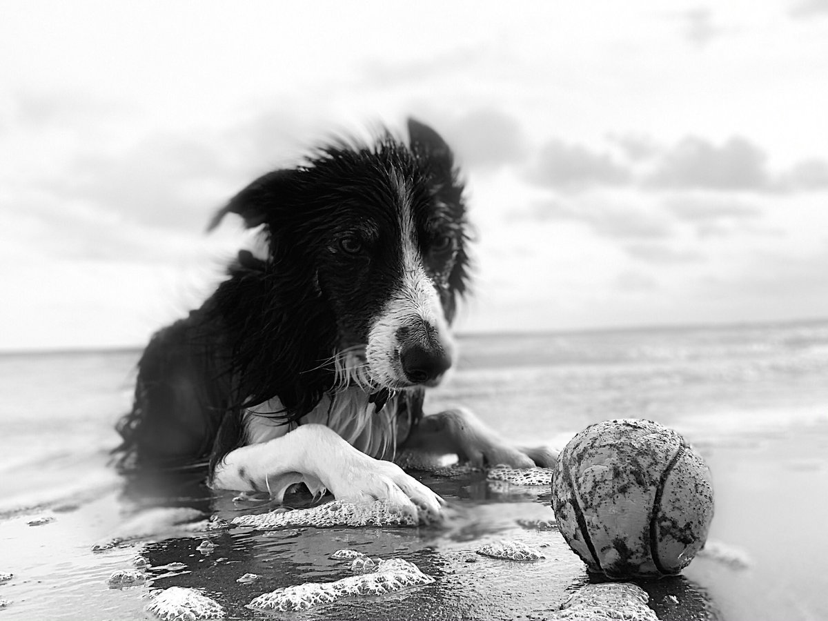 Christinethom22's tweet photo. It was blowing a gale at the beach today with #pupontheprowel , #Posingpup couldn’t resist a spot of #Puppypaddling and surfing some waves at one of his favourite places  @BCTGB https://t.co/ygwqDYv31B