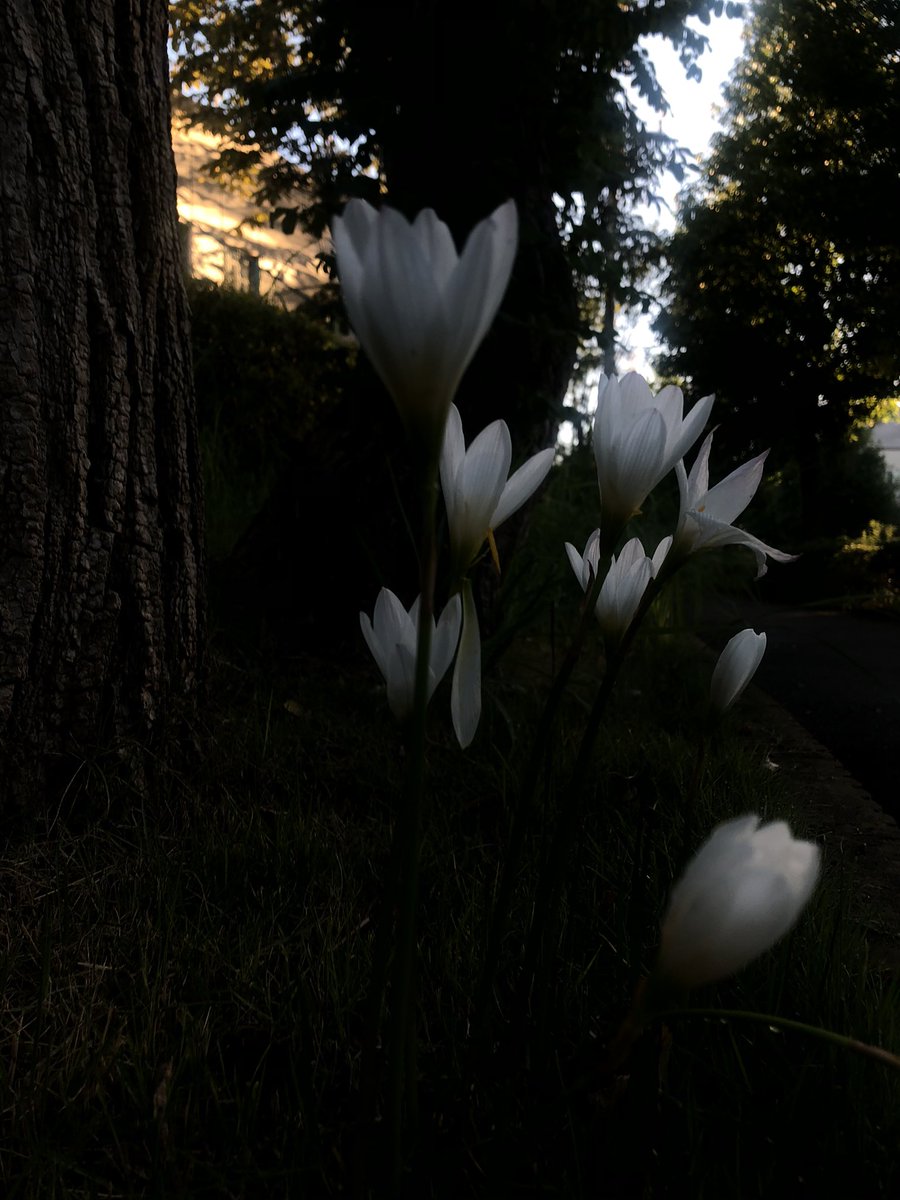 pauseflower's tweet image. 今朝のクロッカスが美しかったなぁ
#花#植物#花時間#朝#散歩#癒し#pause