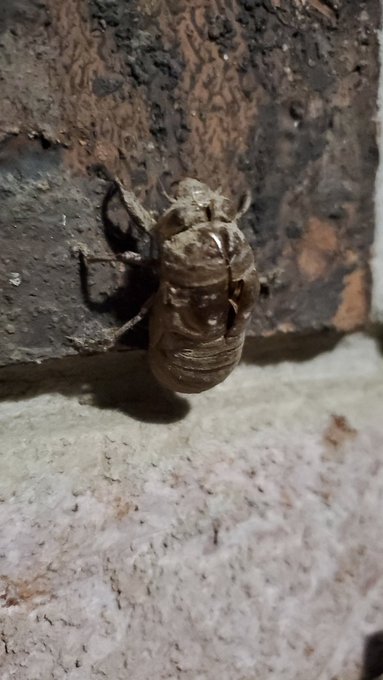 Meet Carl. Like me, he is a shell. He's been hanging around since before hurricane Lauren wrecked town