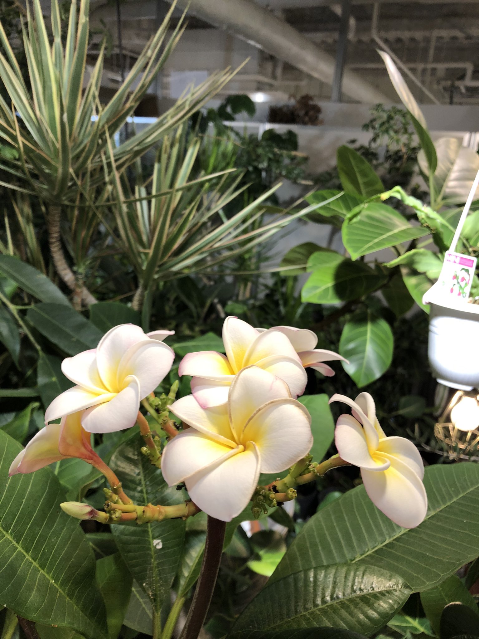 Hanaseikatsu Hanaseikatsu 今日のジャングルコレクション 観葉植物 インテリアグリーン 札幌 ファクトリー 観葉 札幌でプルメニア T Co Byog15tgda Twitter Hanaseikatsu Hanaseikatsu 今日のジャングルコレクション 観葉植物 インテリアグリーン 札幌 ファクトリー 観葉 札幌でプルメニア T Co Byog15tgda Twitter