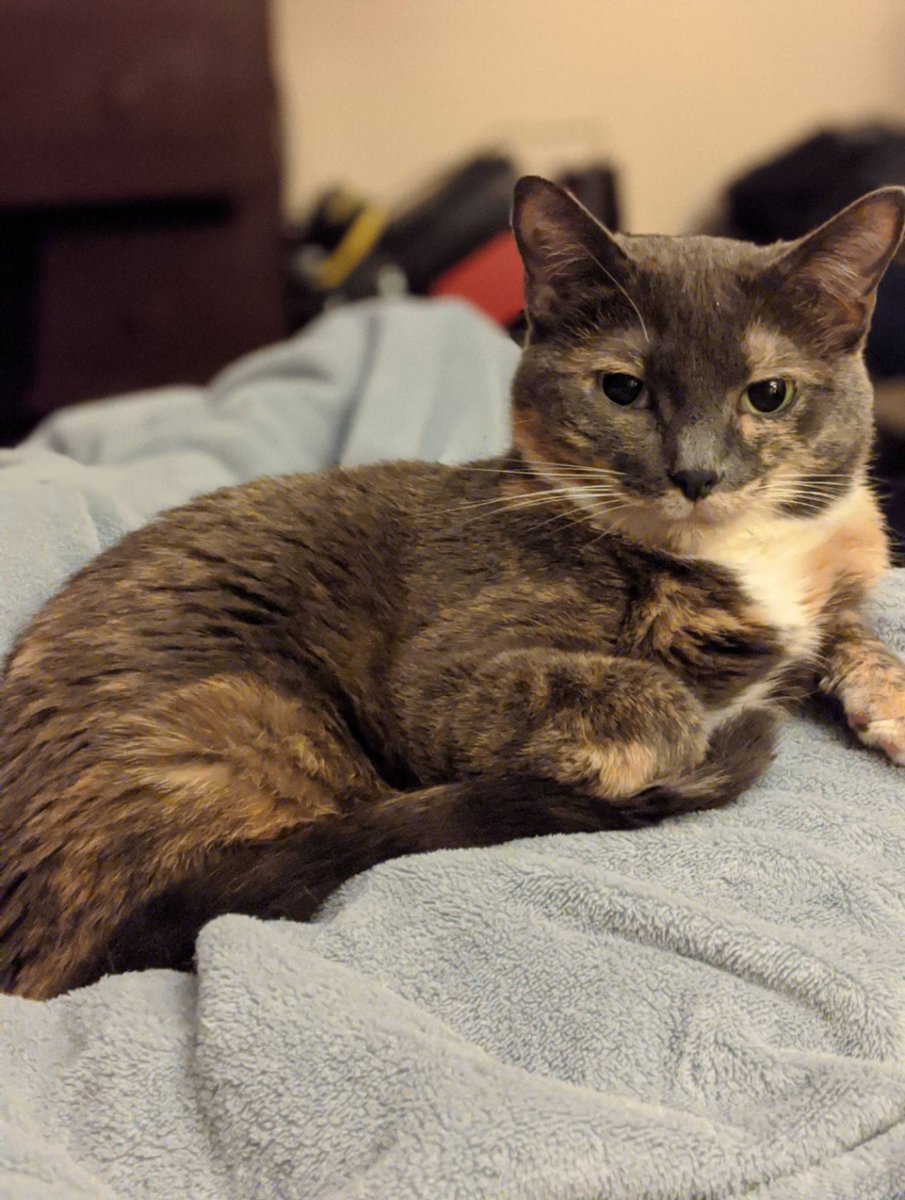 LassLindy's tweet photo. @mischacrossing ofc!! she's kind of a brat but she's adorable and loves to snuggle, so she gets away with it 😜 https://t.co/FyWPGLOltf