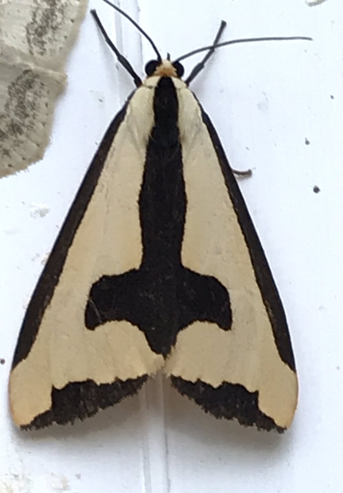 Diane Ackerman on X: Another garden beauty! A clymene moth disguised as an  ancient shield.  / X