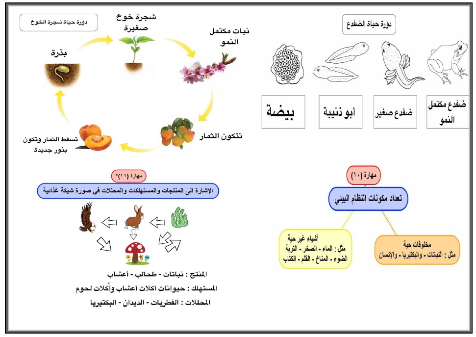 دورة حياة شجرة الخوخ ثالث علوم ابتدائية