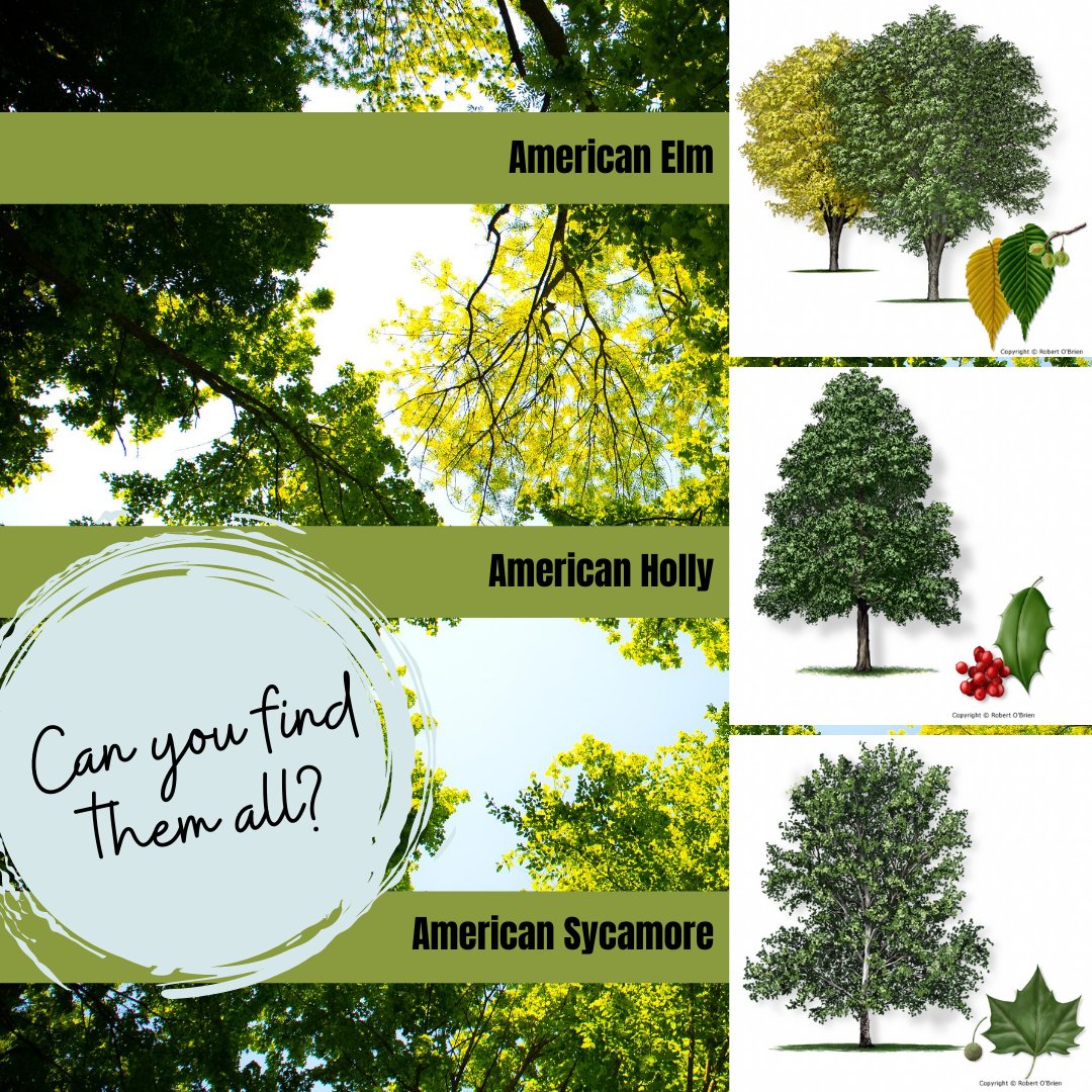 Our Nature Preserve offers so many #Texasnativetrees species. How many types of trees can you identify? Here are a few species you will see the most. Check out bit.ly/3i9a5r6 for tips on how to identify them. #springtx #exploretx #springwoodsvillage #htx #springtx
