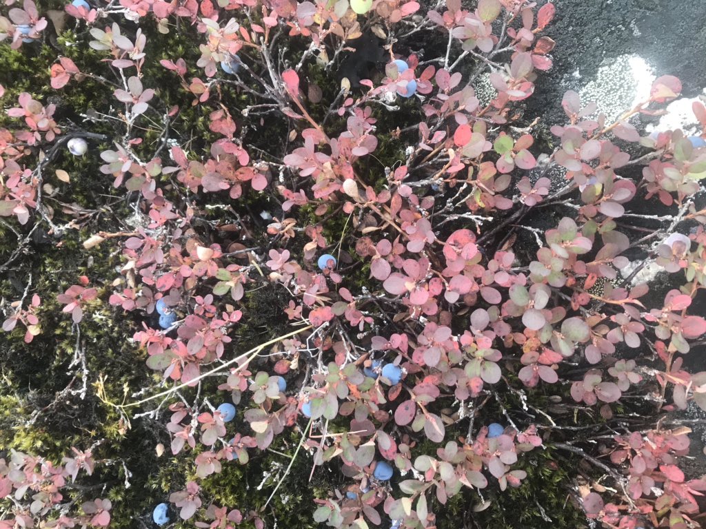 florianetsering's tweet image. Learning my Nunavik mushrooms: ate my first boletes today, yummy 😋! The fall colours are beautiful, so many art, science and literacy possibilities with students #outdoors , so much food from the land #Nunavik #outsidelearning #nature