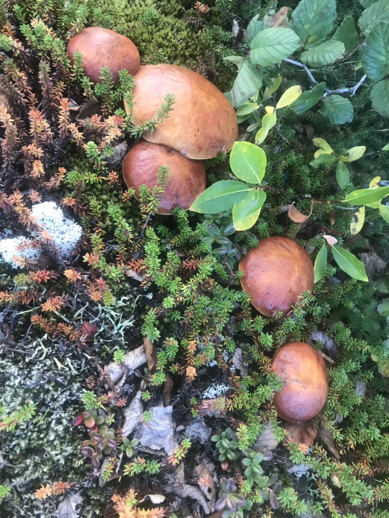 florianetsering's tweet image. Learning my Nunavik mushrooms: ate my first boletes today, yummy 😋! The fall colours are beautiful, so many art, science and literacy possibilities with students #outdoors , so much food from the land #Nunavik #outsidelearning #nature