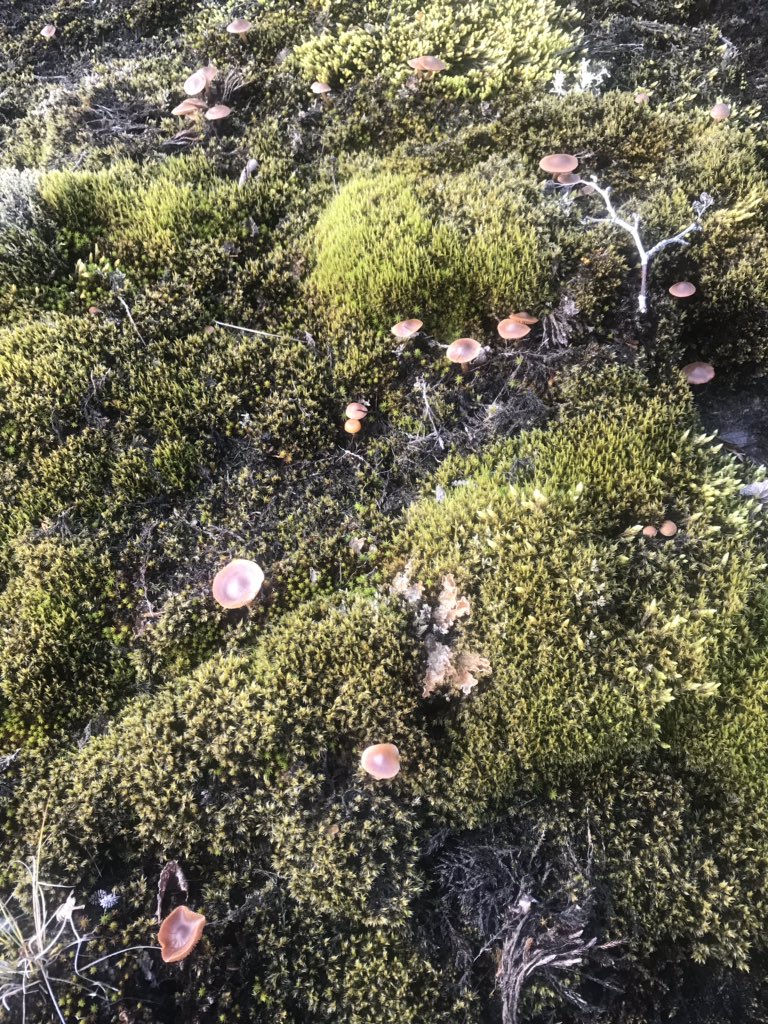 florianetsering's tweet image. Learning my Nunavik mushrooms: ate my first boletes today, yummy 😋! The fall colours are beautiful, so many art, science and literacy possibilities with students #outdoors , so much food from the land #Nunavik #outsidelearning #nature